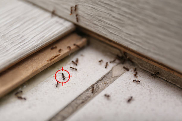 Best Pest Removal Services  in Morgandale, OH
